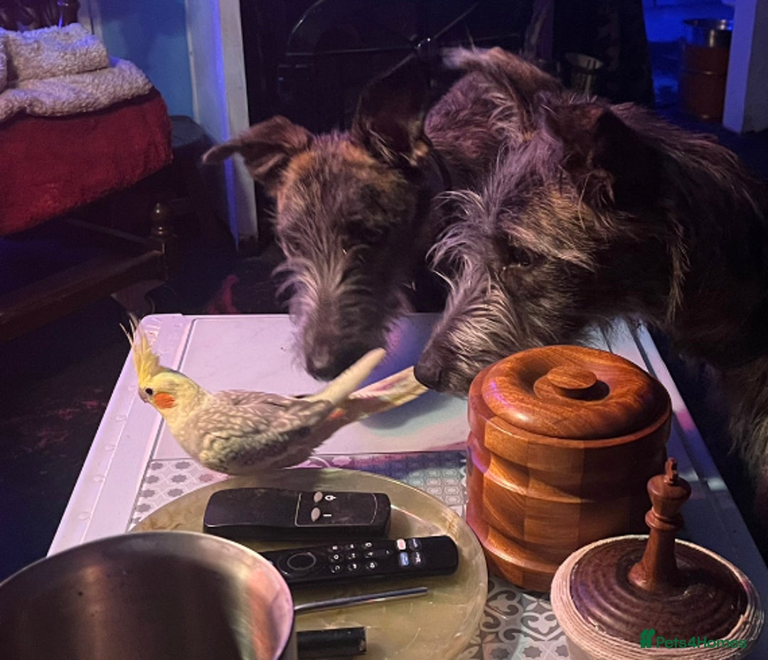 Mixed Breed dogs for sale: Lurcher Siblings - Image 17