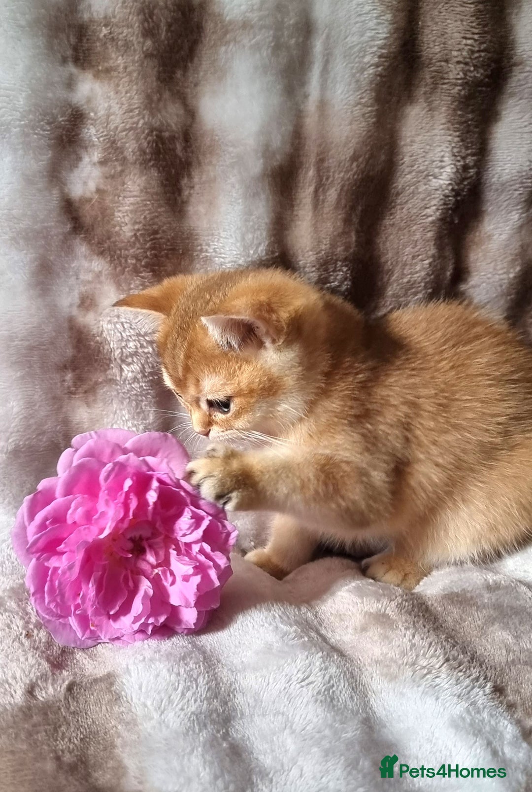 British Shorthair cats for sale: GOLDEN & SILVER BRITISH SHORTHAIR KITTENS TICA - Image 12