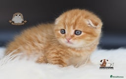Scottish Fold cats for sale: LICENSED CATTERY, PURE BREED TOP QUALITY KITTENS - Image 11