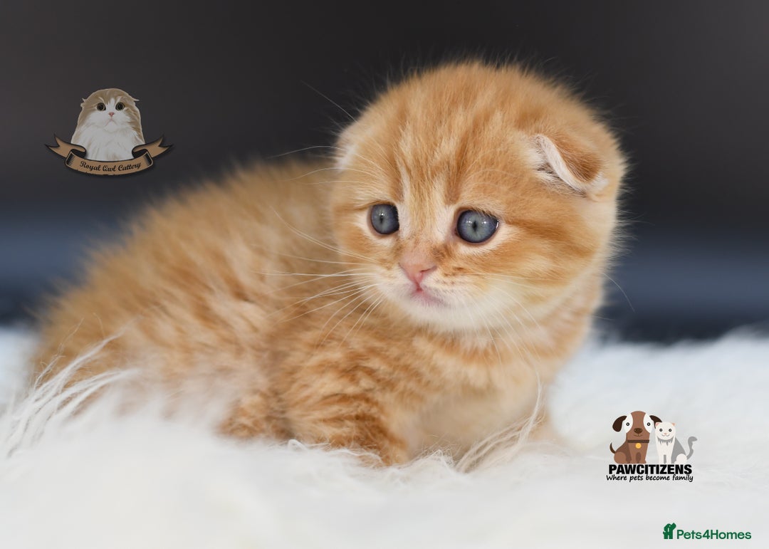 Scottish Fold cats for sale: LICENSED CATTERY, PURE BREED TOP QUALITY KITTENS - Image 11