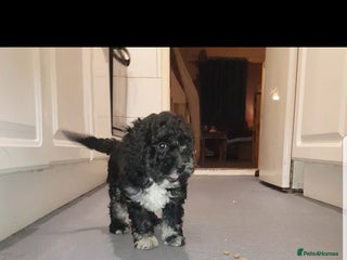 Sproodle dogs Toy Sproodle Puppies, Fabulous litter F1B - Advert 7