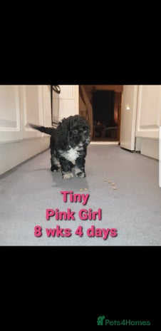 Sproodle dogs Toy Sproodle Puppies, Fabulous litter F1B - Advert 1