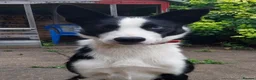 Border Collie dogs for sale: Max - Friendly Border Collie, Great with Kids in Saint Helens - Advert 6