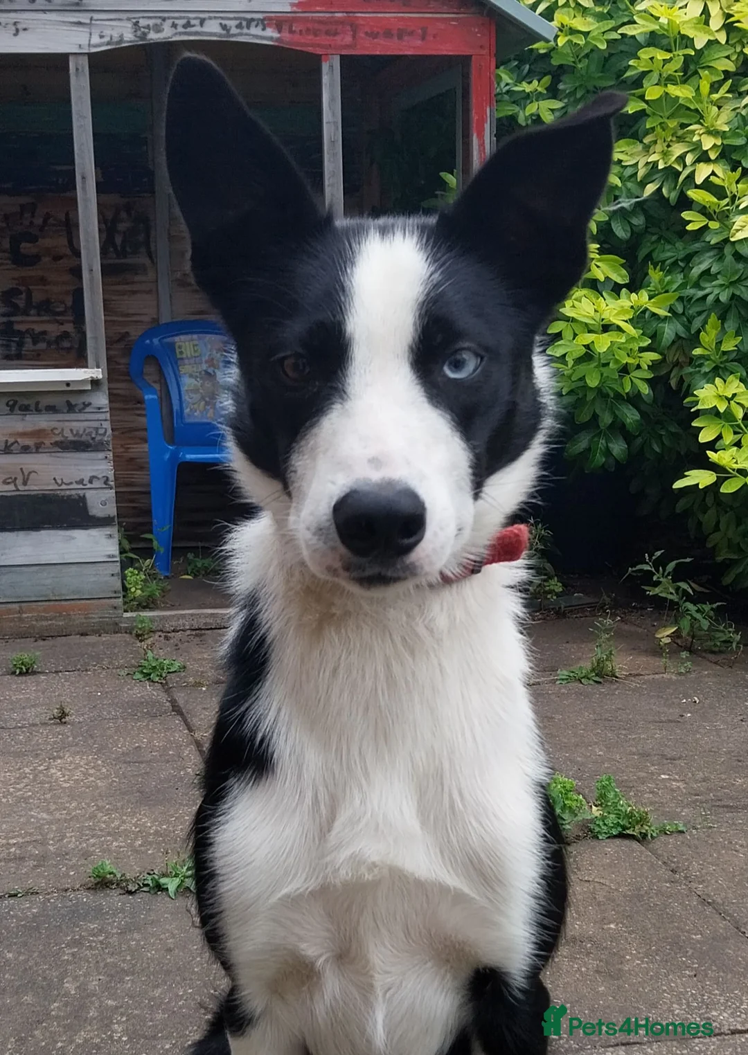 Border Collie dogs for sale: Max - Friendly Border Collie, Great with Kids in Saint Helens - Advert 6
