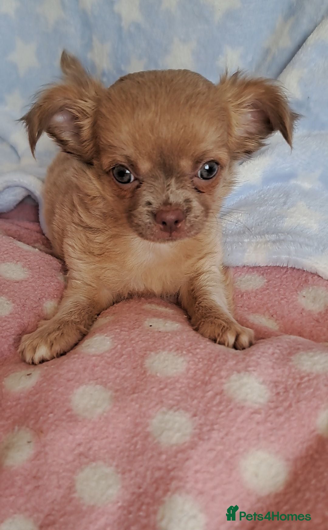 Chihuahua dogs Long Coat Chihuahua pups - Advert 1