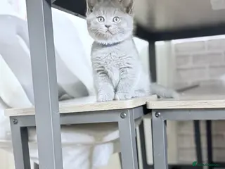 British Shorthair cats 100% Pure Pedigree Champion line Bsh Reg. Kittens - Advert 4