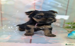 Yorkshire Terrier dogs for sale: Pedigree Yorkshire Terrier Puppies - Image 13