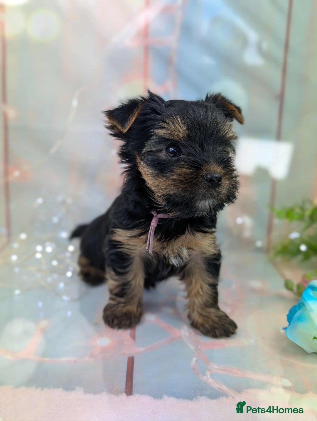 Yorkshire Terrier dogs for sale: Pedigree Yorkshire Terrier Puppies - Image 13