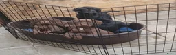 Sprocker dogs for sale: Sprocker pups. Beautiful lovely pups ready NOW in Worcester - Advert 5