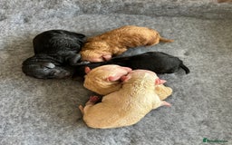 Toy Poodle dogs for sale: Toy poodle puppies ready now. Aberdeenshire - Image 16