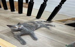 British Shorthair cats for sale: British shorthair kittens  - Image 9