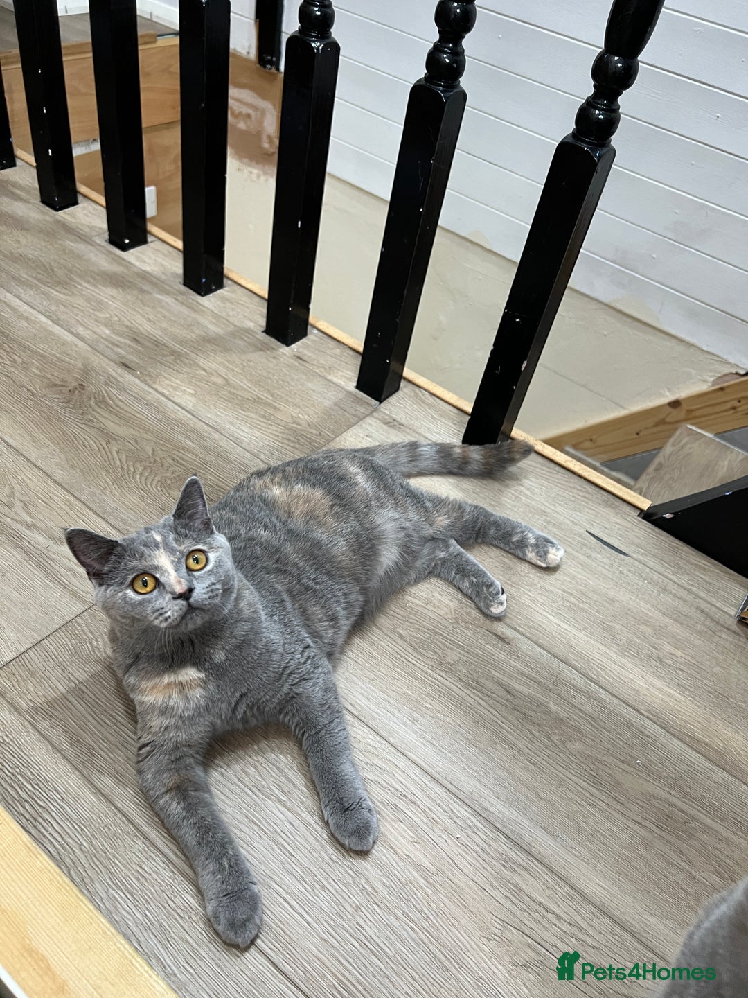 British Shorthair cats for sale: British shorthair kittens  - Image 9