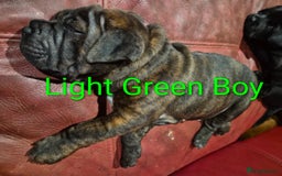 Mixed Breed dogs for sale: Ready to leave 3 Girls Left Shar-Pei x Chow pups  - Image 21