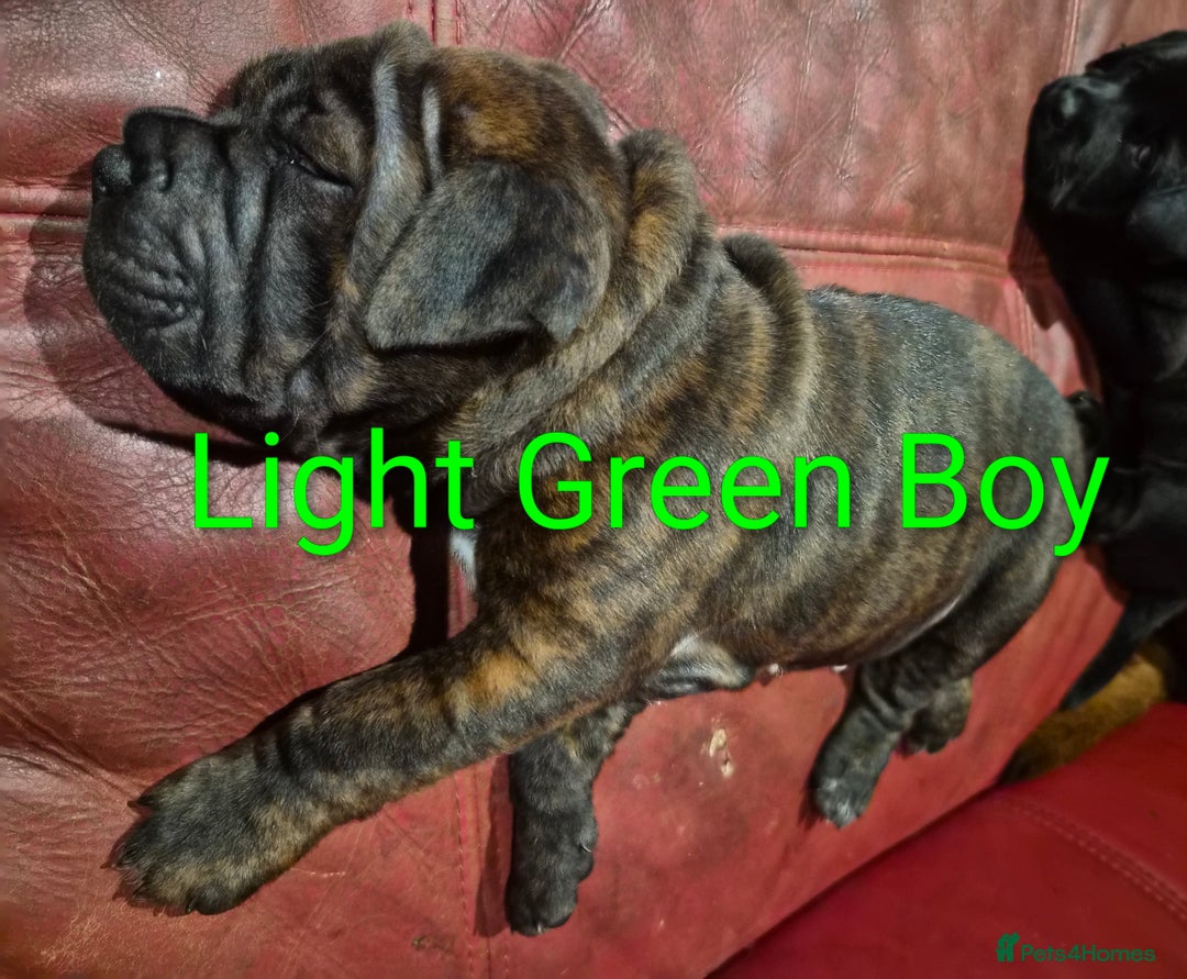 Mixed Breed dogs for sale: Ready to leave 3 Girls Left Shar-Pei x Chow pups  - Image 21