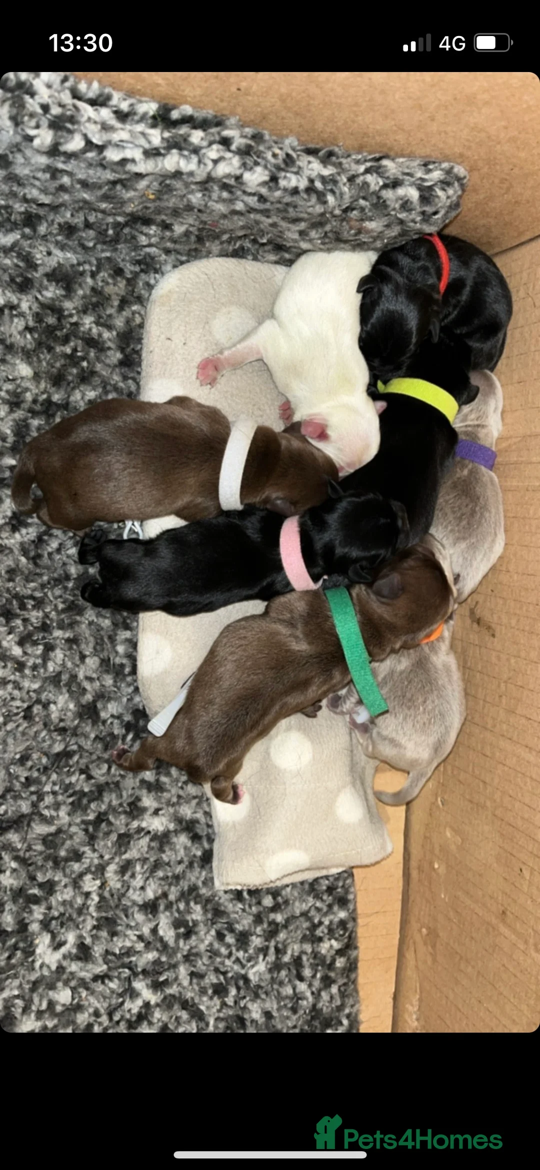 Pug dogs for stud: Tyson Fury proven choc n tan carrying blue & cream in Harpenden - Advert 10