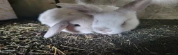 Mixed Breed rabbits for sale: Stunning selection of rabbits - Advert 3