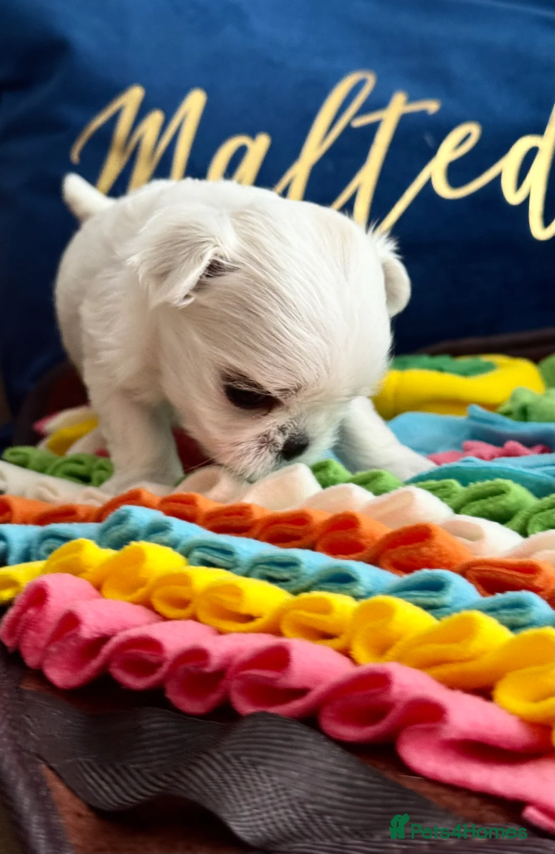 Maltese dogs for sale: 💎Last Boy Full Korean Maltese  Available💎 - Advert 22