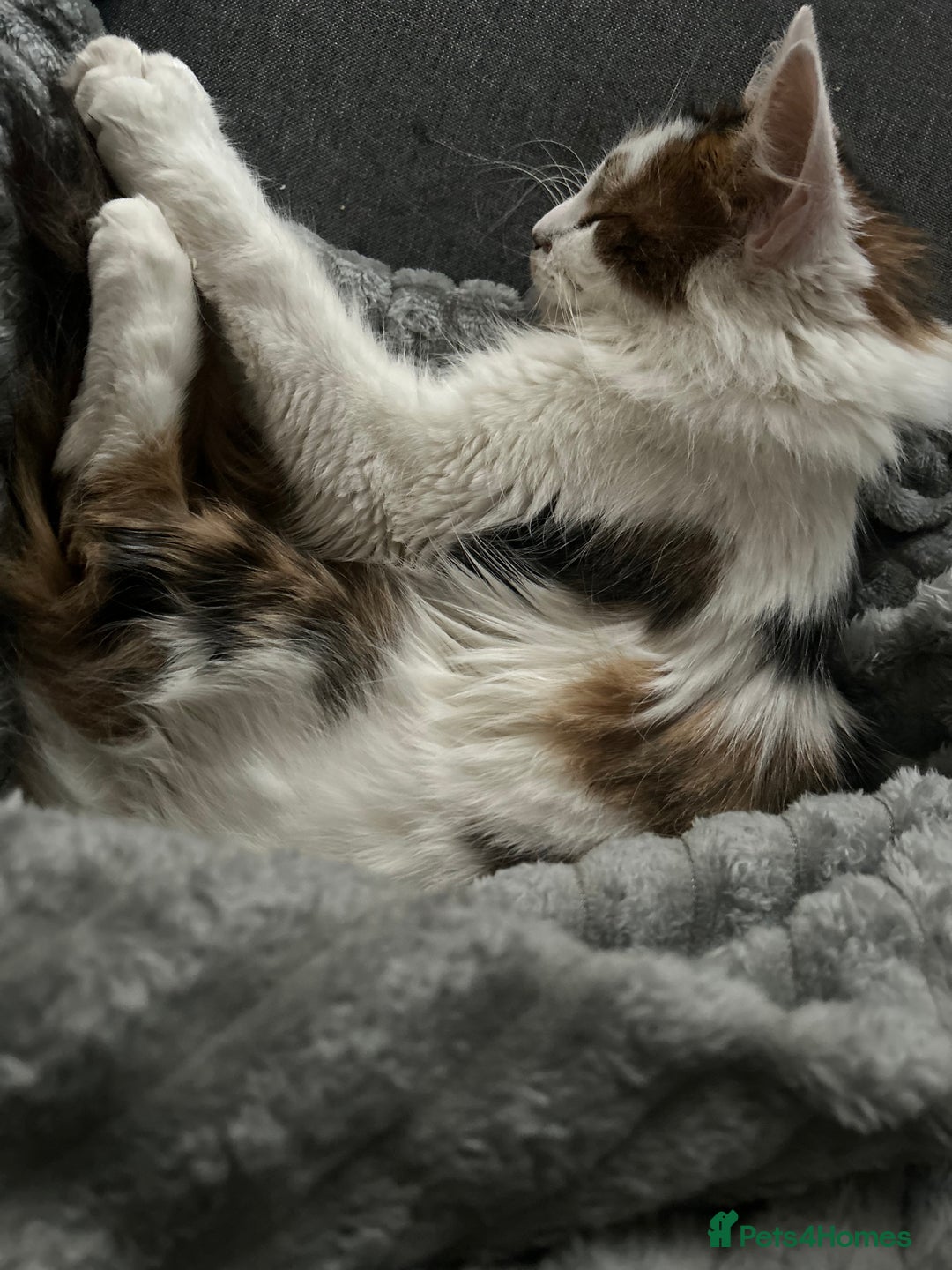 Maine Coon cats for sale: Rosie - Advert 6