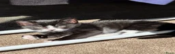 Mixed Breed cats for sale: Adorable black and white kittens for sale  - Advert 8
