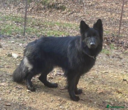 German Shepherd dogs Puppy for sale  - Advert 1