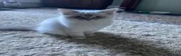 Ragdoll cats for sale: Gccf registered ragdoll kittens  - Advert 5