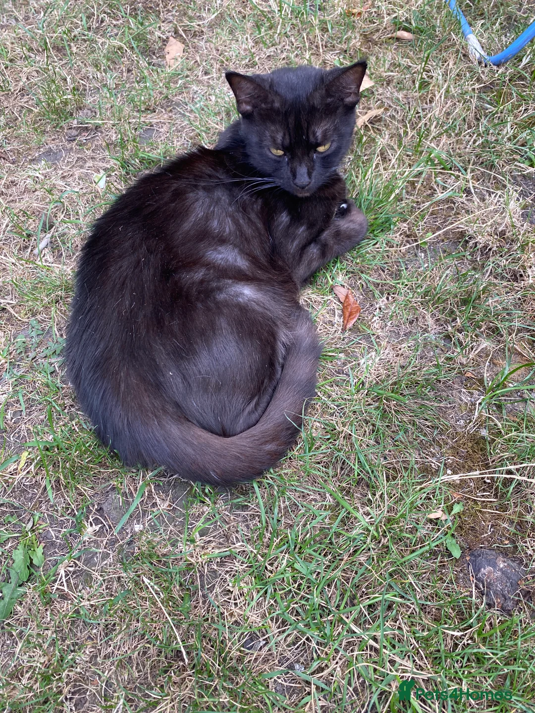 Mixed Breed cats for sale: Kittens for sale  in London - Advert 2