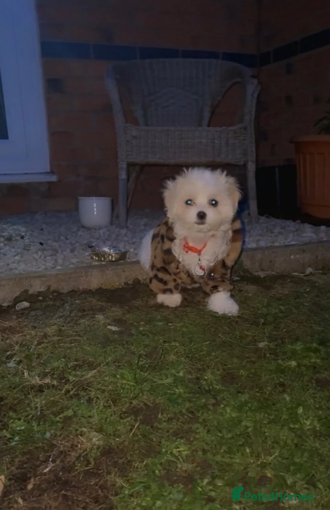 Mixed Breed dogs for sale: Bichon Maltese  - Advert 1