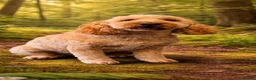 Cockapoo dogs for sale: Cockerpoo male 4 year old available  in Newport - Advert 2