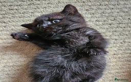 British Shorthair cats for sale: British shorthair mix  - Image 1