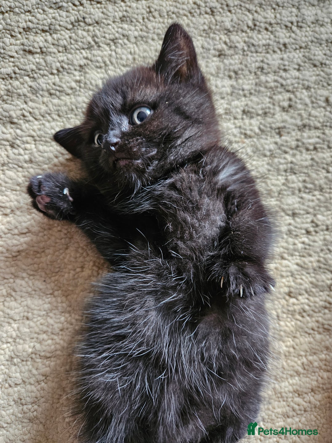 British Shorthair cats for sale: British shorthair mix  - Image 1
