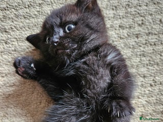 British Shorthair cats - Advert 7