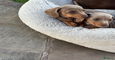 Miniature Dachshund dogs - Advert 8
