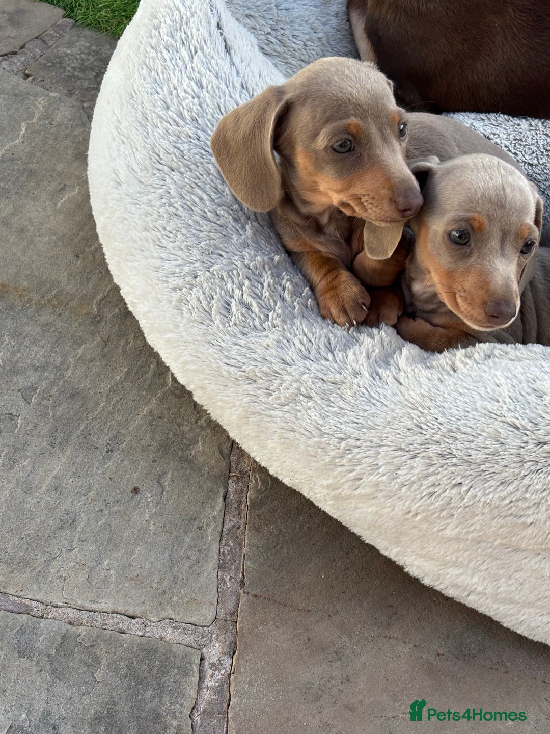 Miniature Dachshund dogs for sale: Last girl reduced  - Image 4