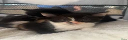 Mixed Breed cats for sale: Three little ones left to go.. in Barnsley - Advert 5