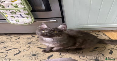 Maine Coon cats Beautiful tica Registered Maine Coon Male stunning - Advert 13