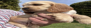 Cocker Spaniel 1