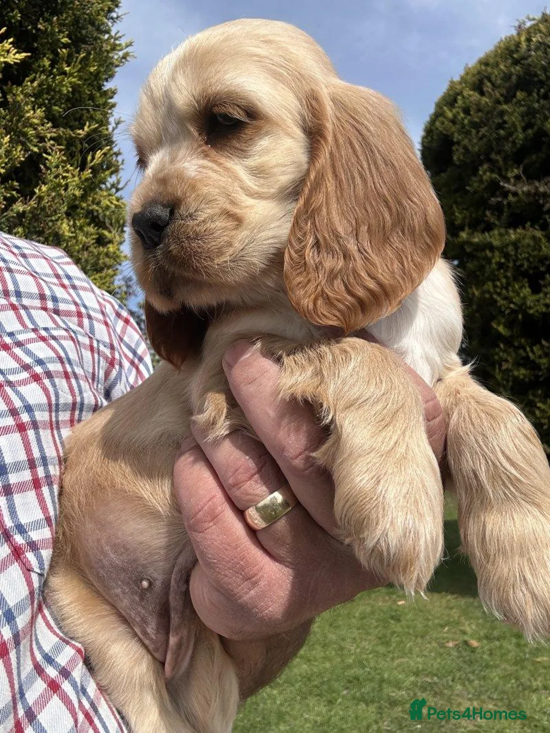 Cocker Spaniel dogs for sale: Beautiful Cocker Spaniel Puppies – 2 Boys, 2 Girls in Caterham - Advert 5
