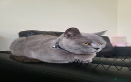British Shorthair cats for sale: Walsall  - Image 3