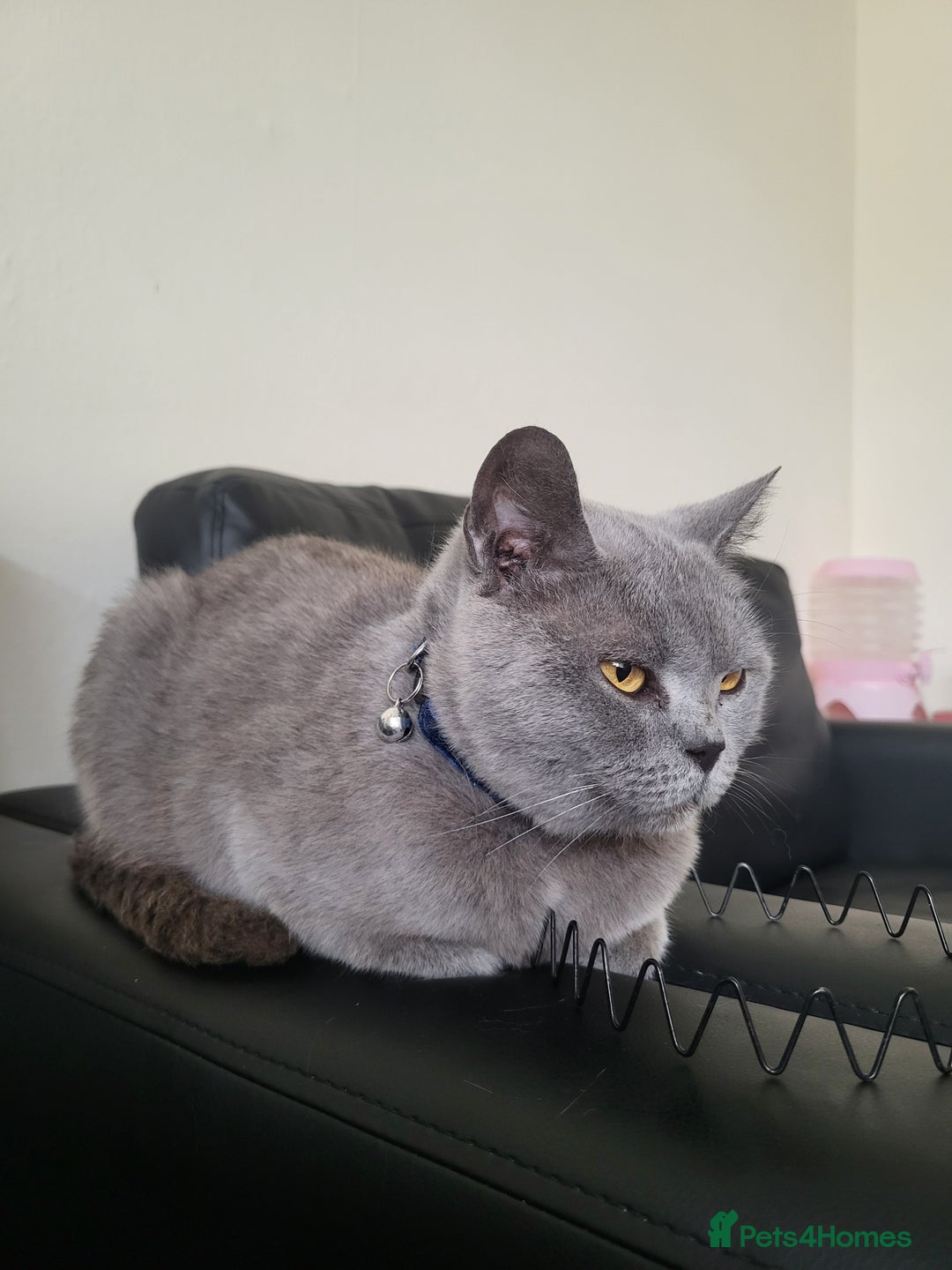 British Shorthair cats for sale: Walsall  - Image 3