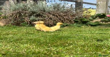 Ducks poultry - Advert 4