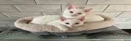 Turkish Van cats for sale: Gorgeous Turkish Van kitten - Advert 23
