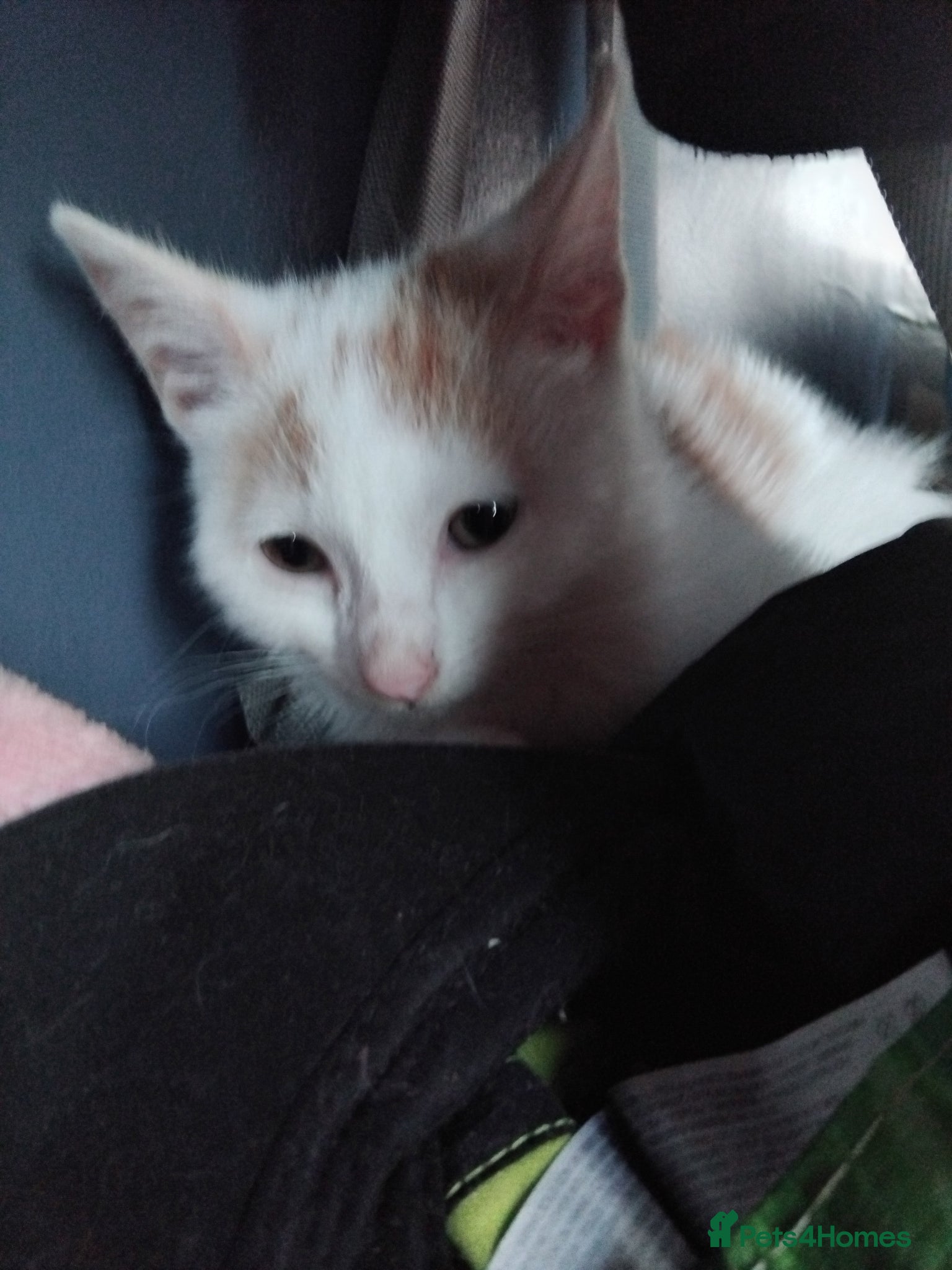Mixed Breed cats for sale: 6 cute kittens  - Advert 6