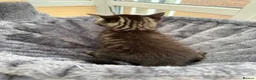 Maine Coon cats for sale: Adorable half Tortoiseshell Maine coon kittens - Advert 38