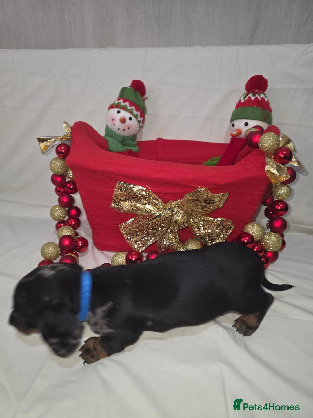 Miniature Dachshund dogs for sale: Miniature dachshund  - Advert 20