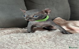 Sphynx cats for sale: TICA REGISTERED CANADIAN Elf Sphynx 1 kitten left  - Image 18