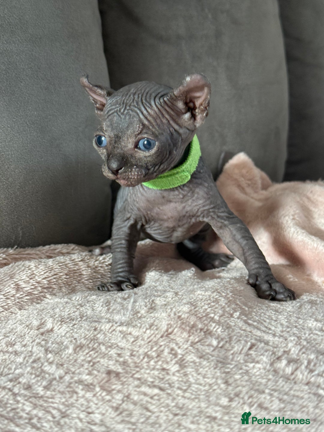 Sphynx cats for sale: TICA REGISTERED CANADIAN Elf Sphynx 1 kitten left  - Image 18