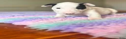 English Bull Terrier dogs for sale: Loving Family raised English Bull Terriers pups in Telford - Advert 2
