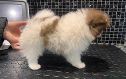 Pomeranian dogs for sale: Stunning Teddy Bear Pomeranians  - Image 5