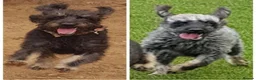 Labradoodle dogs for sale: Stunning mini phantom labradoodles - Advert 13