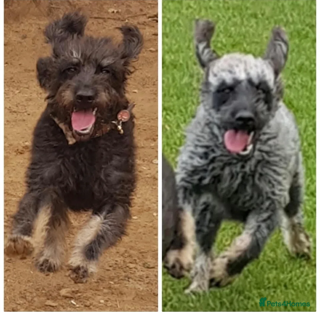 Labradoodle dogs for sale: Stunning mini phantom labradoodles - Advert 13